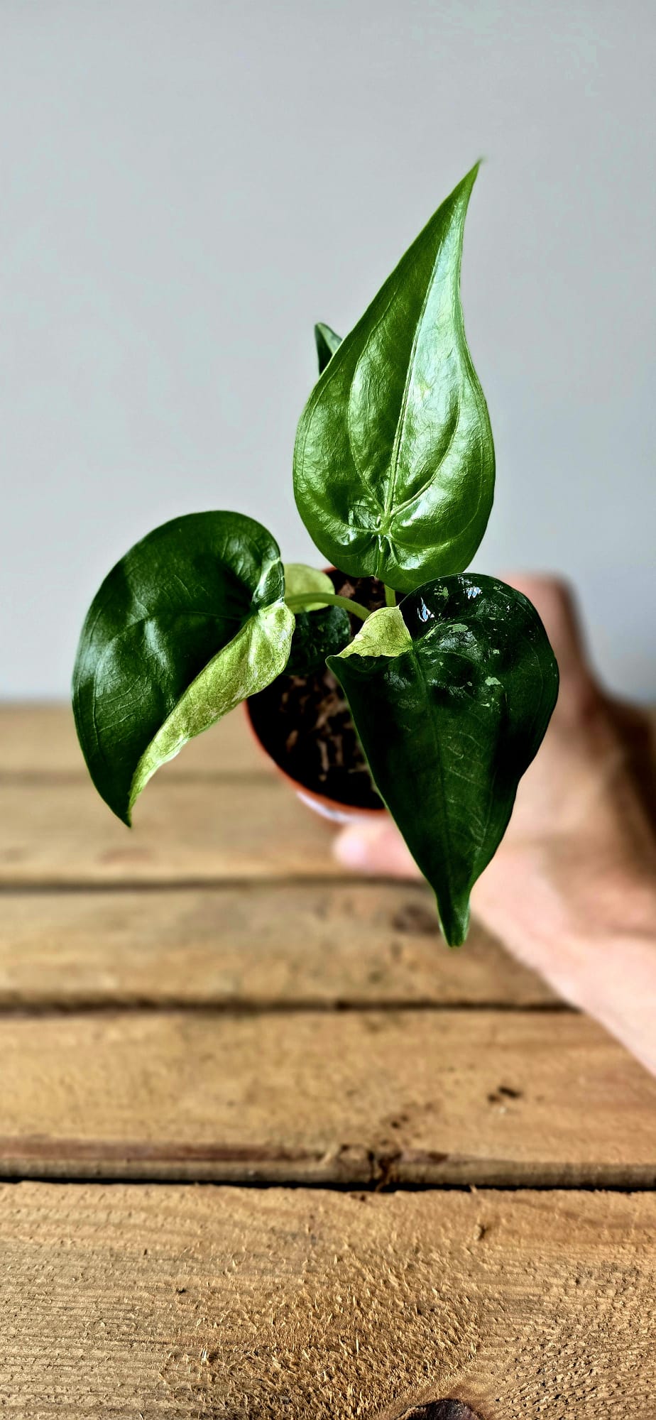 Alocasia Cuculata Albo Variegata