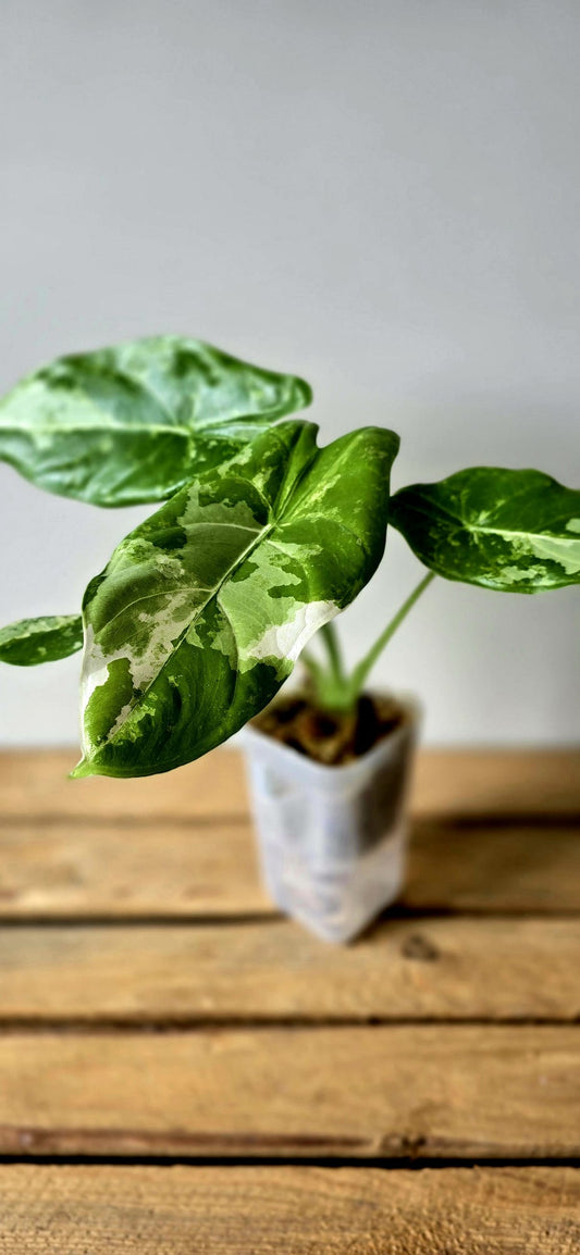 Alocasia Acuminata Albo Variegata