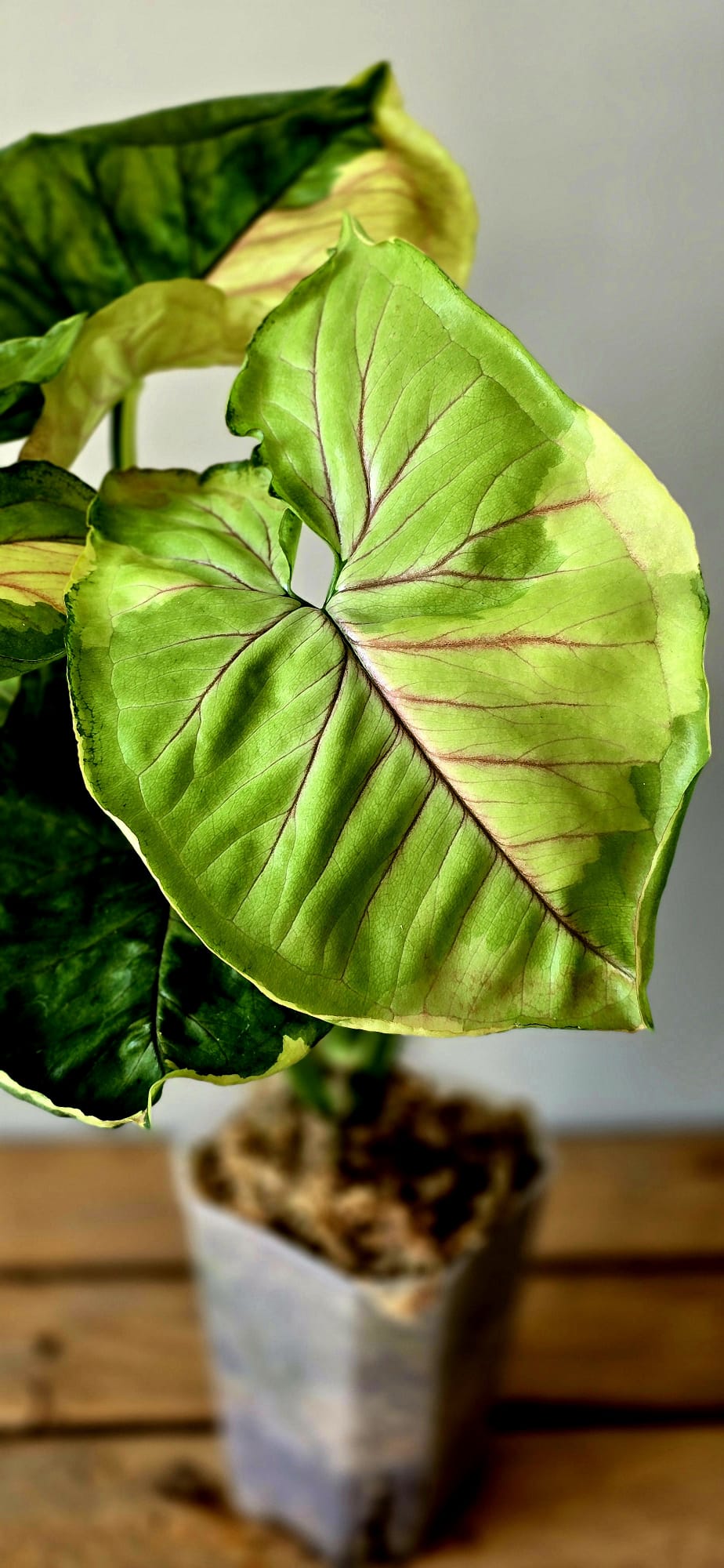 Syngonium Mango Allusion
