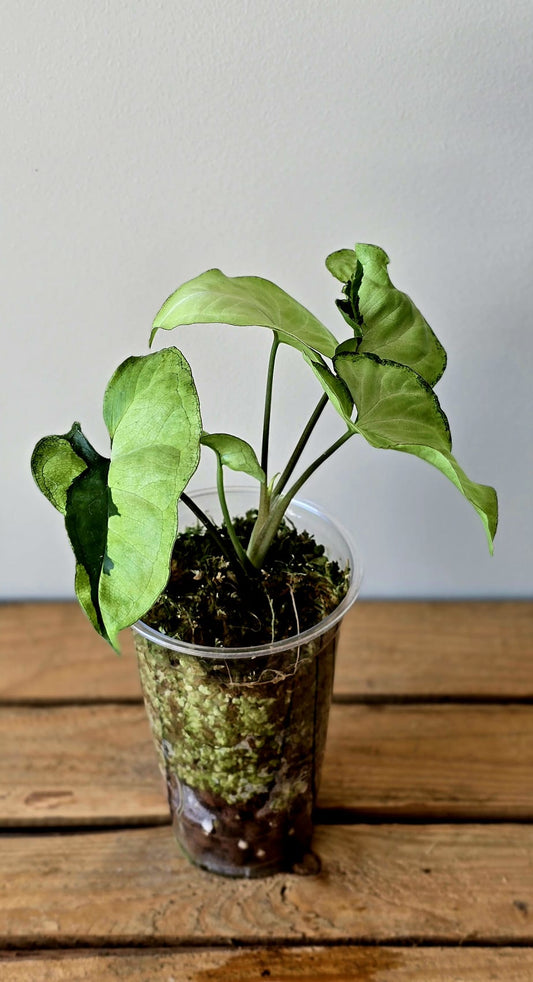 Syngonium Green Beauty Lava