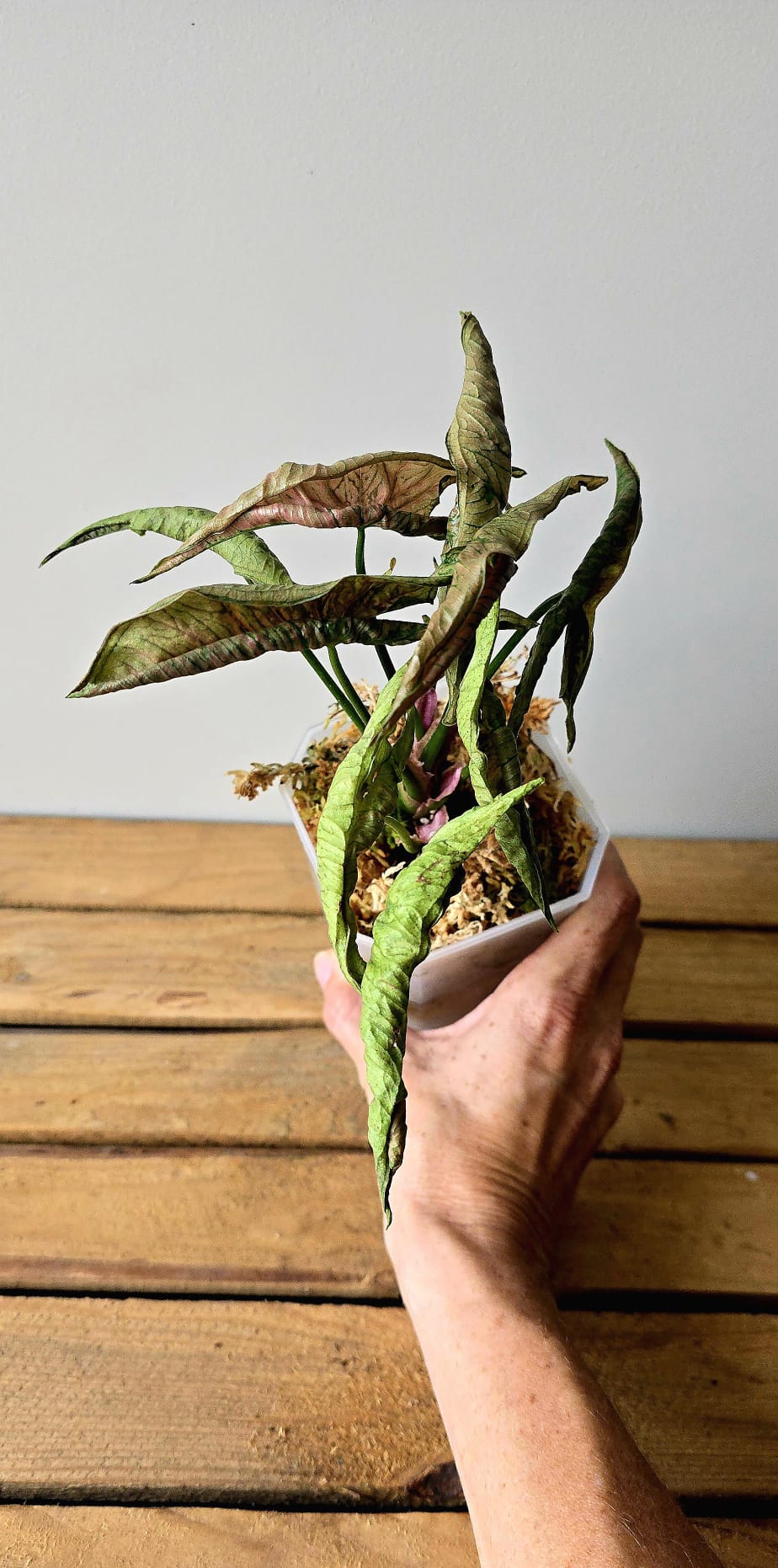Syngonium Rolli