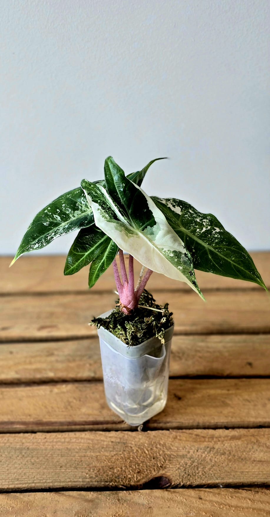 Alocasia Pink Dragon Albo Variegata