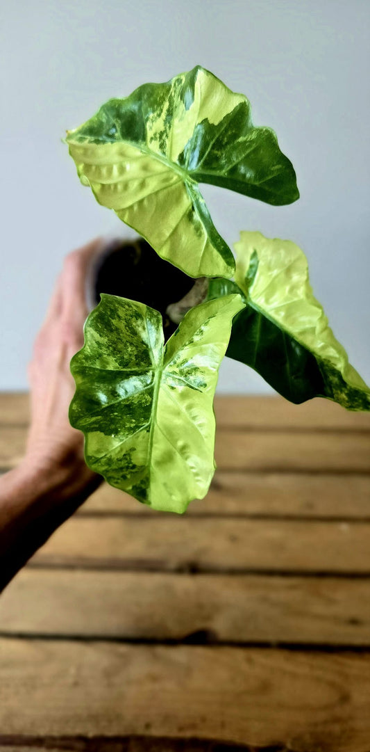 Alocasia Low Rider Aurea Mint