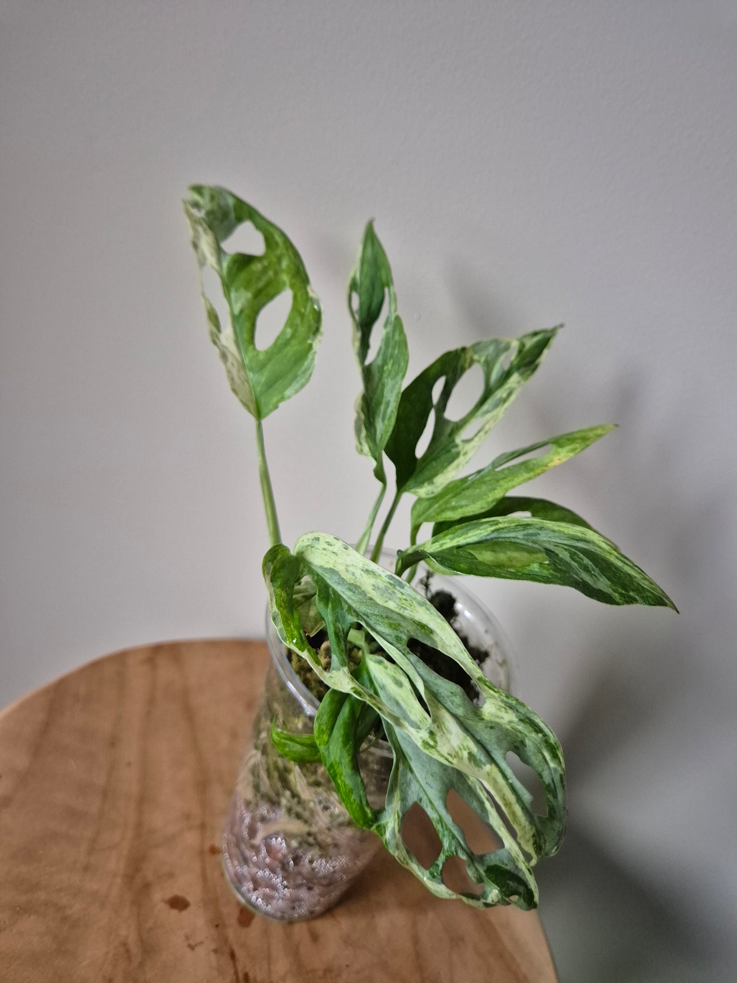 Monstera Indonesian Marble