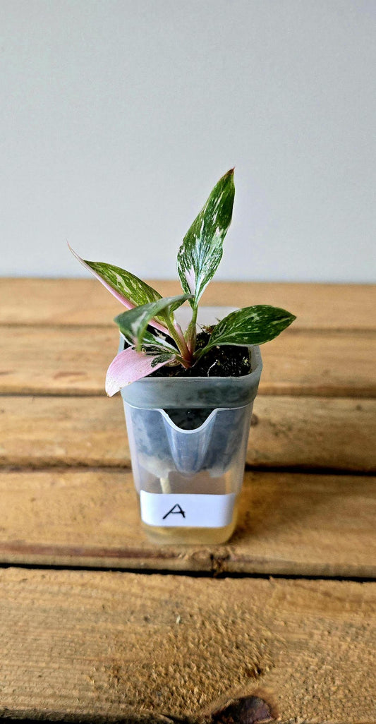 Philodendron White Knight Pink Variegata