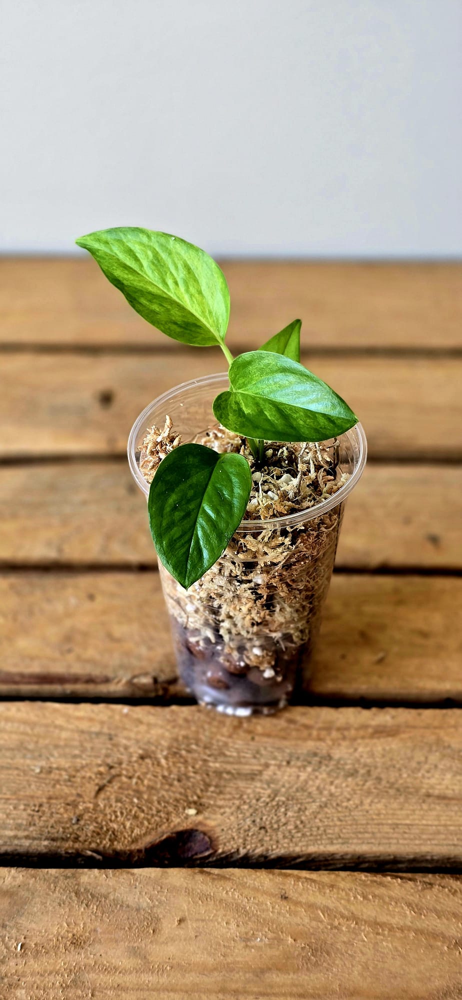 Epipremnum Jessenia