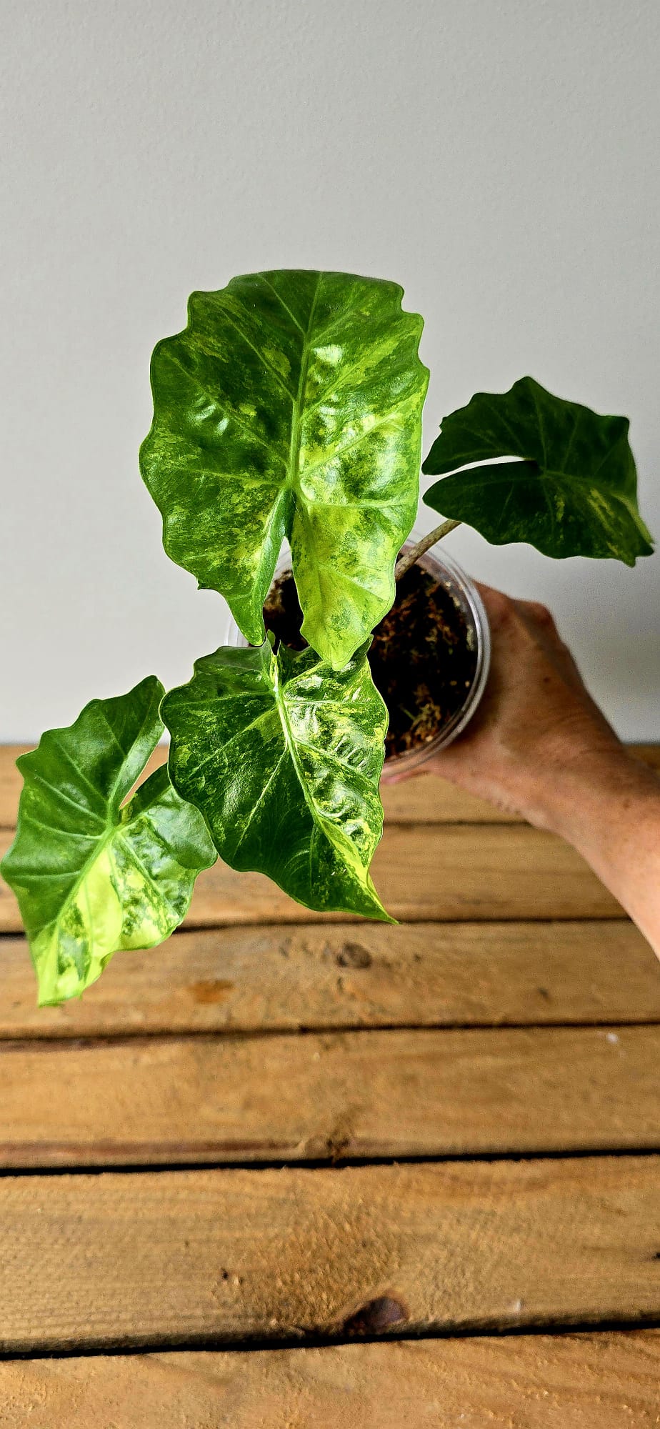 Alocasia Lowrider Aurea Mint