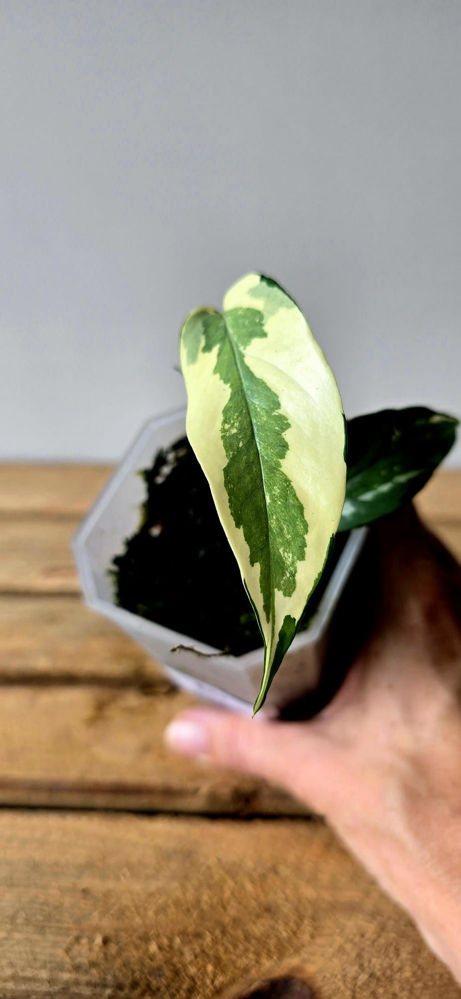 Epipremnum Pinnatum Albo Mutation