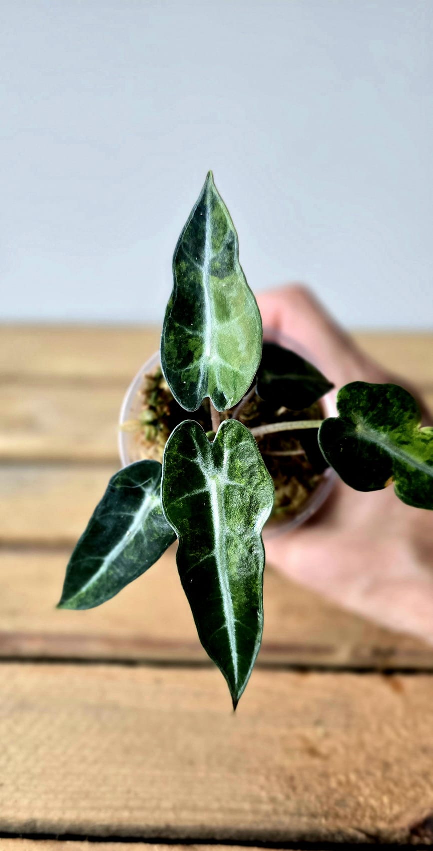 Alocasia Bambino Aurea