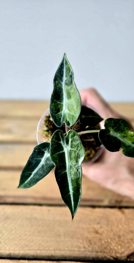 Alocasia Bambino Aurea