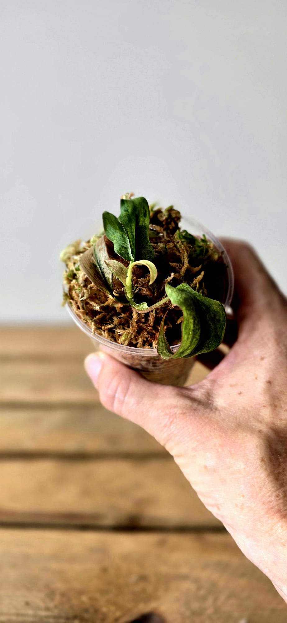 Philodendron Micans Mint