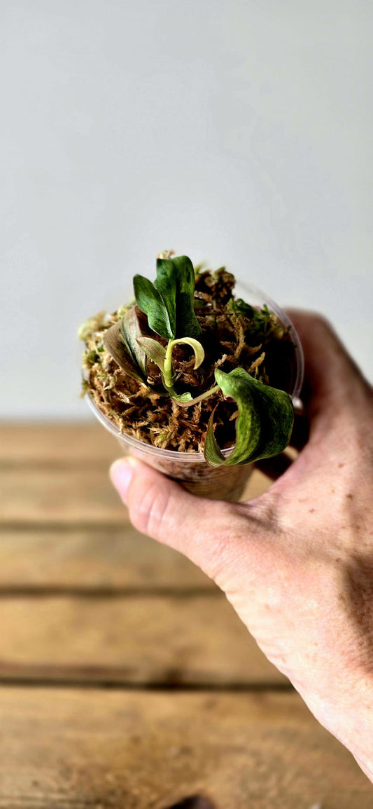 Philodendron Micans Mint