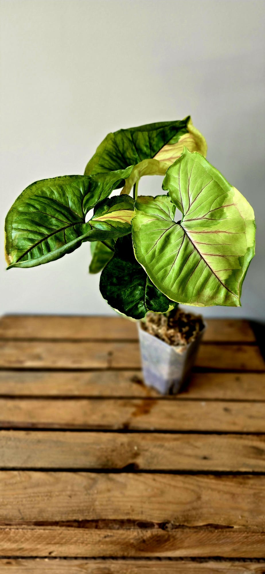 Syngonium Mango Allusion