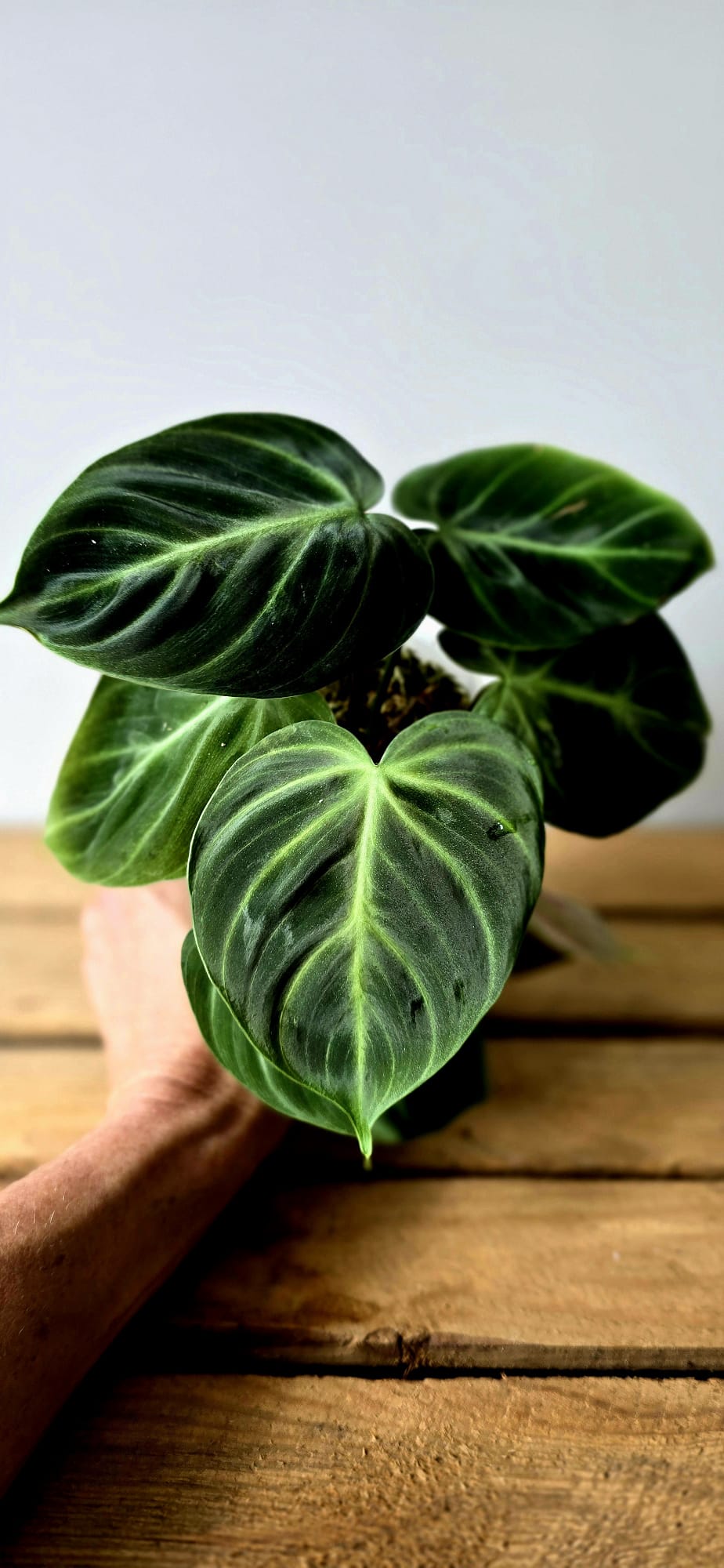 Philodendron El Choco Mint Variegata