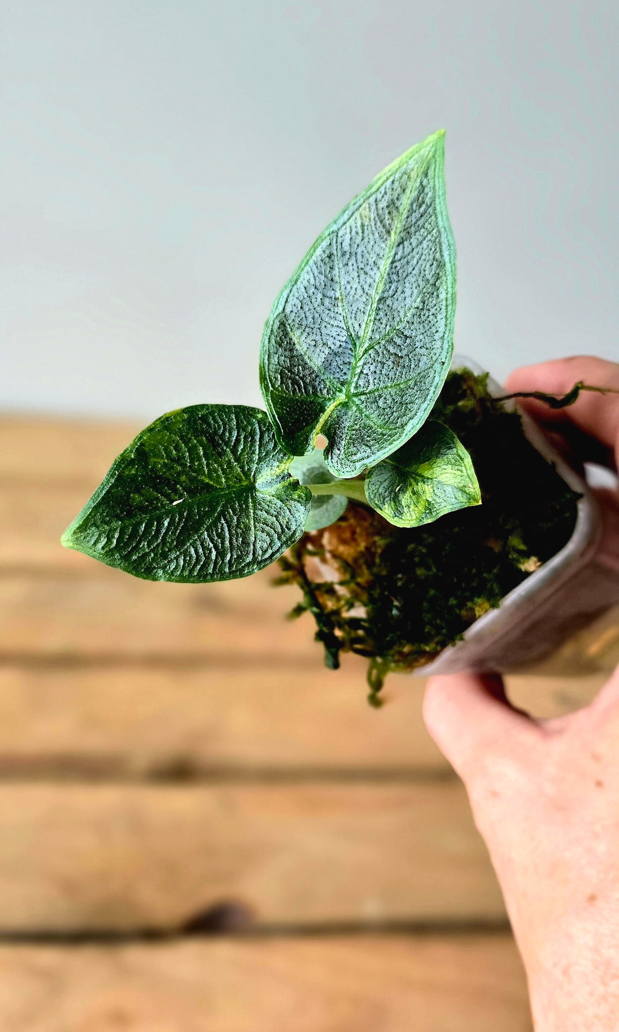 Alocasia Antorro Velvet Aurea Variegata