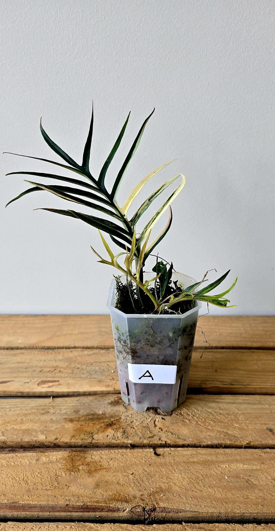 Philodendron Tortum Aurea Variegata