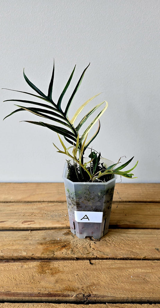 Philodendron Tortum Aurea Variegata