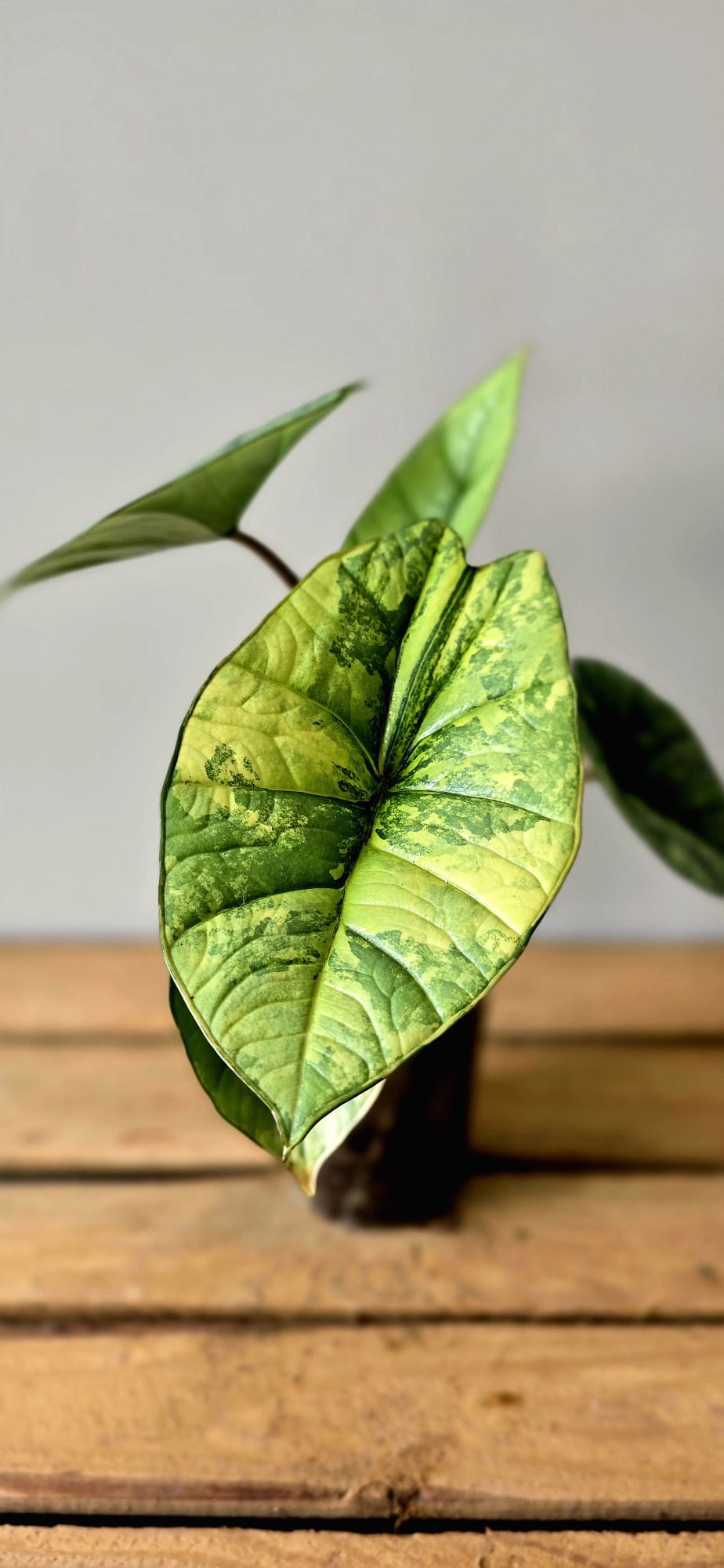 Alocasia Platinum Aurea Variegata