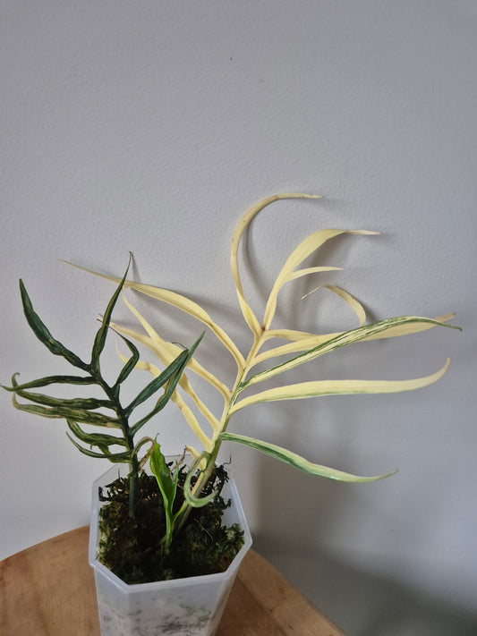 Philodendron Tortum Variegata