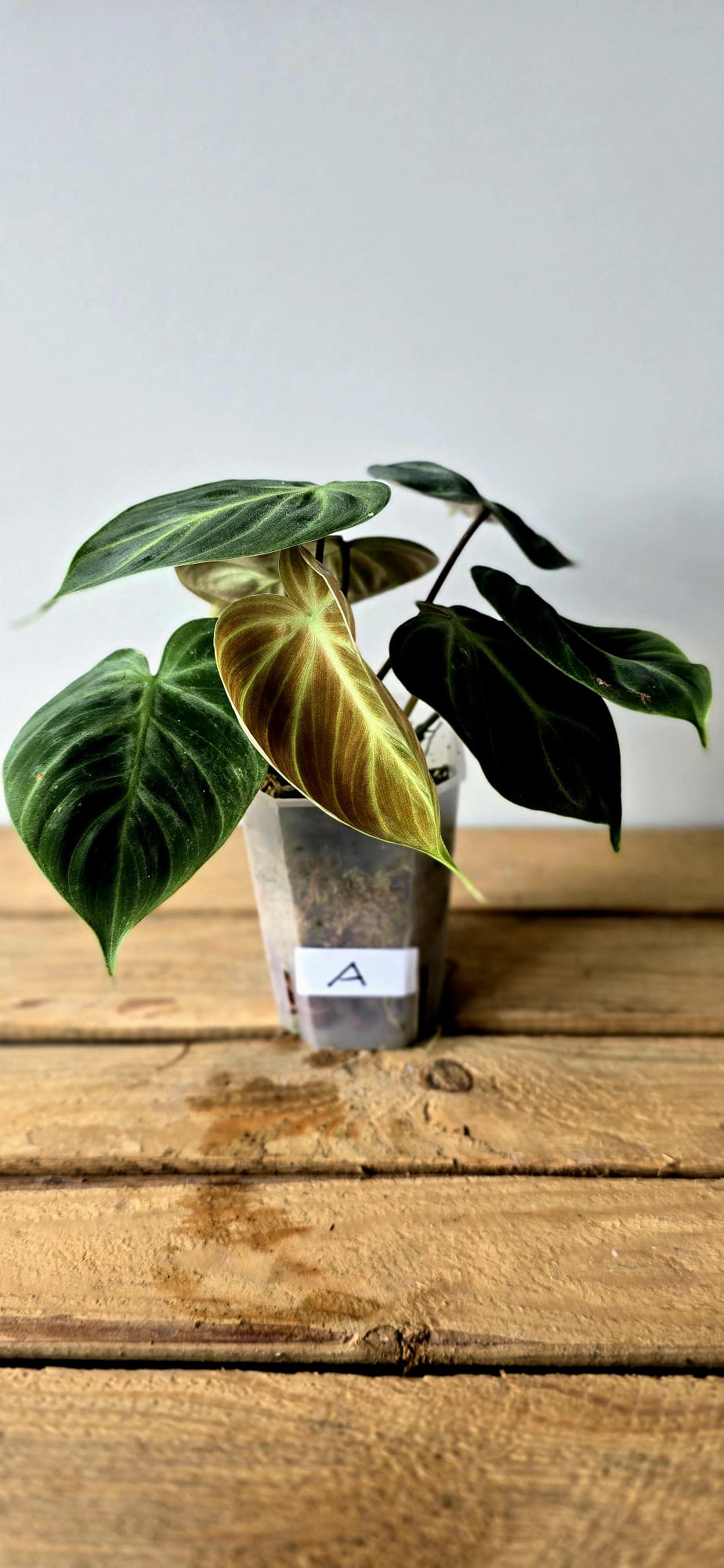 Philodendron El Choco Mint Variegata