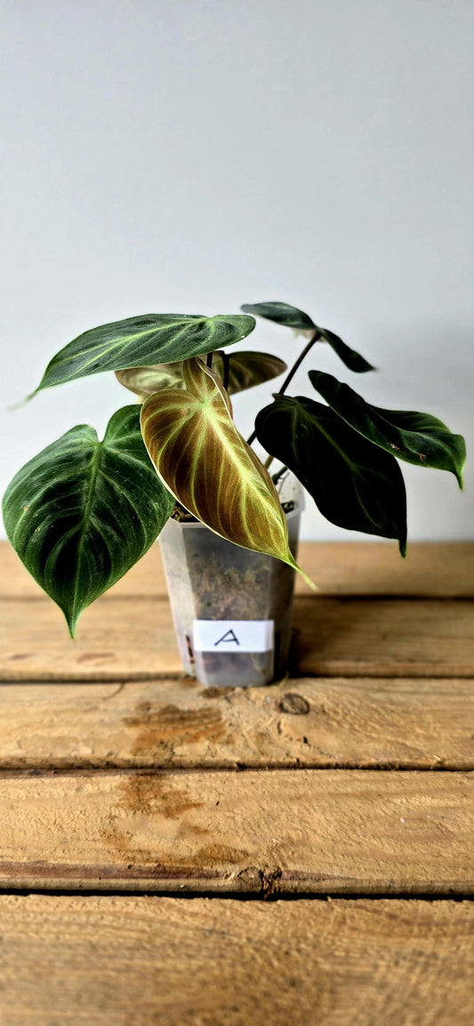 Philodendron El Choco Mint Variegata