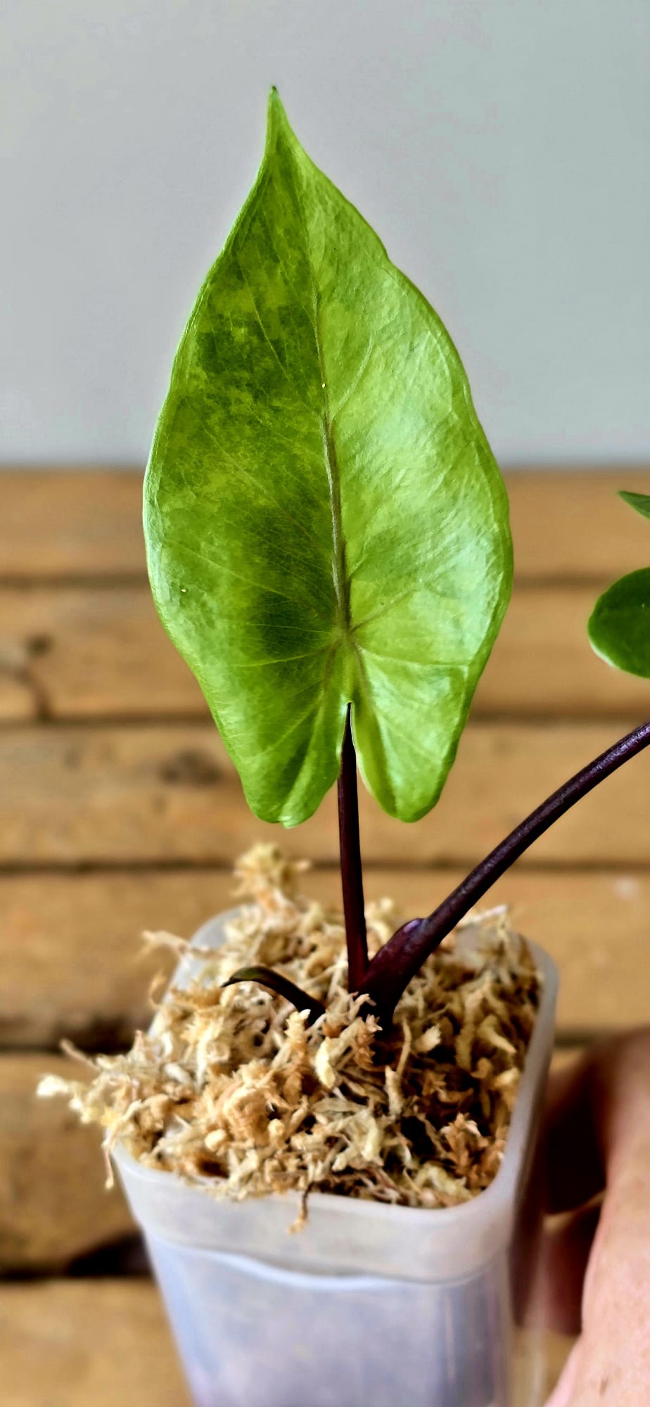 Alocasia Macrorrhiza Black Stem Green on Green Variegata