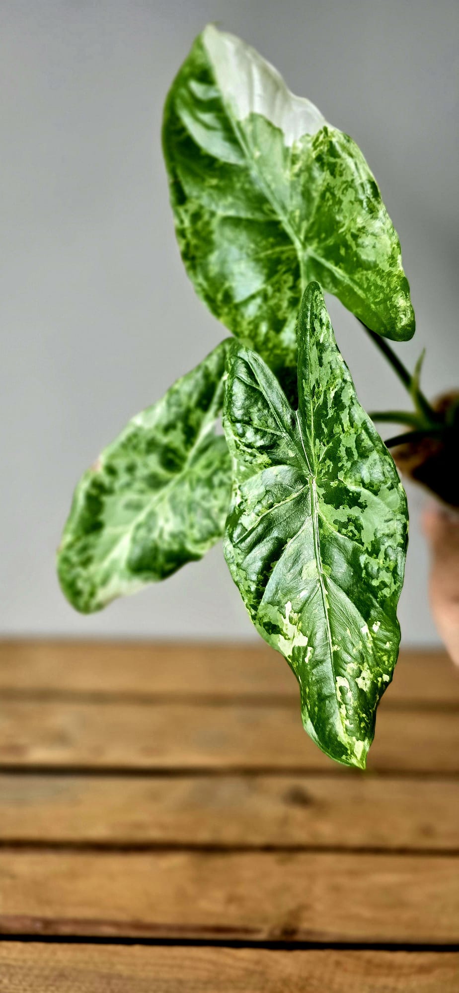 Alocasia Acuminata Albo Variegata
