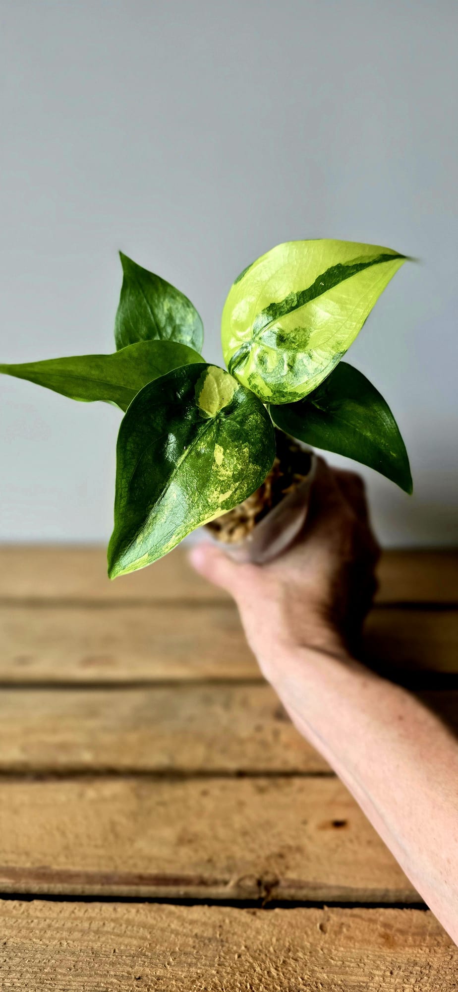 Alocasia Cuculata Aurea Variegata