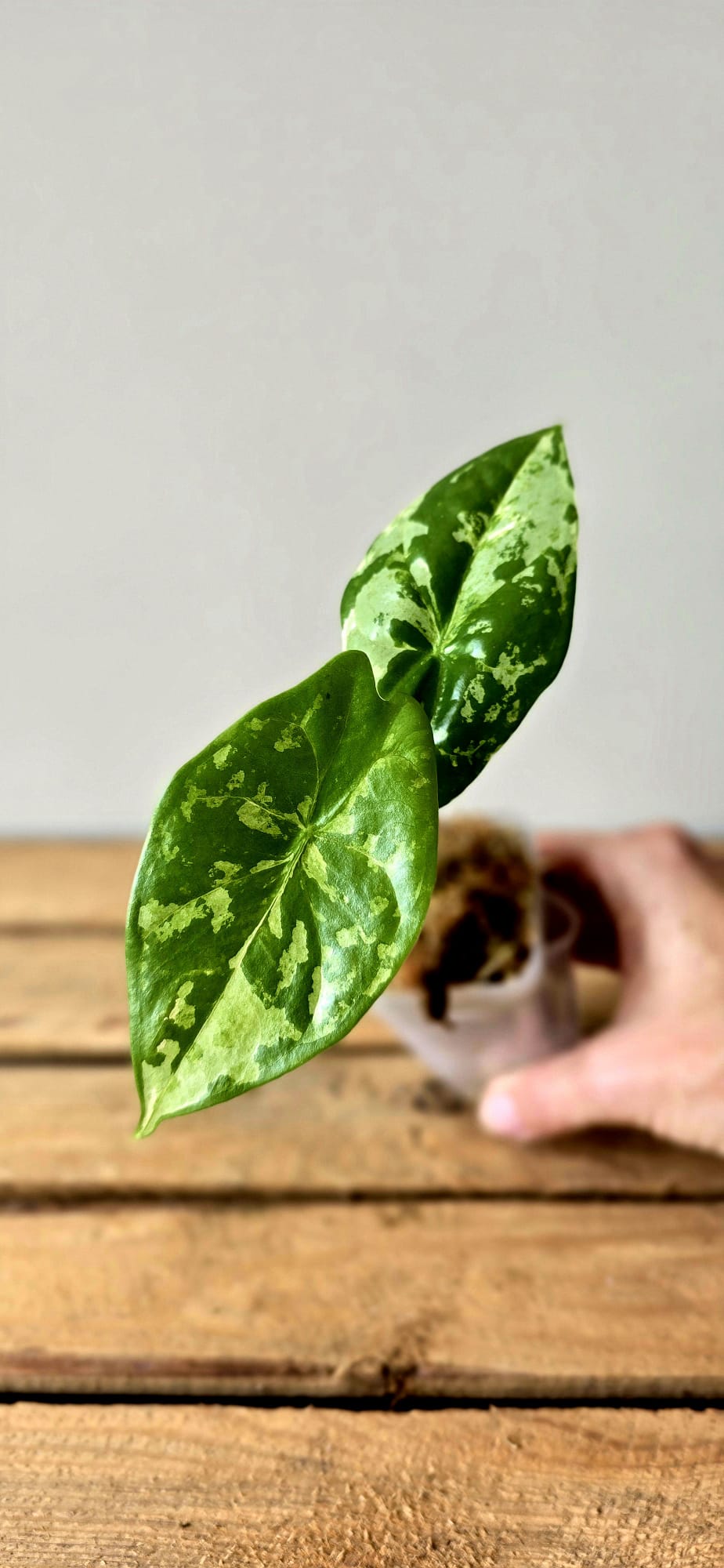 Alocasia Acuminata Albo Variegata