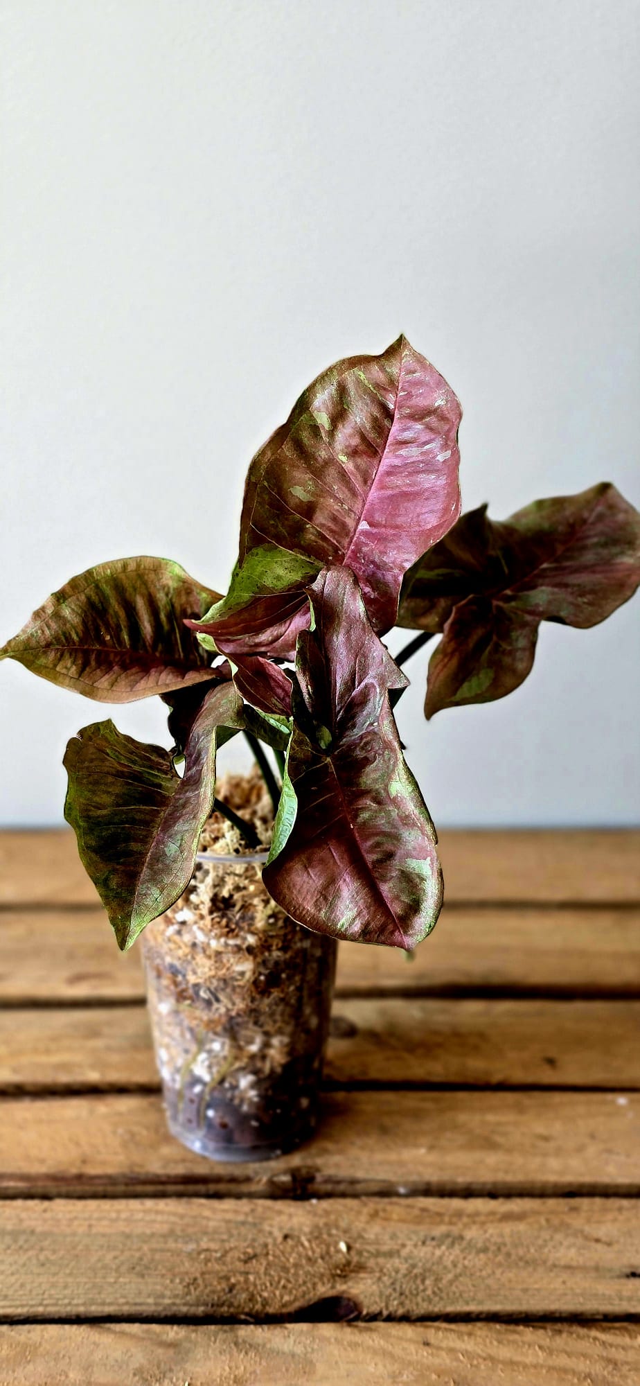 Syngonium Pink Aurea