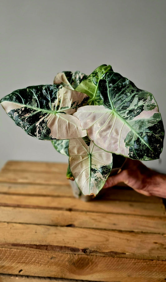 Alocasia Pink Dragon Albo Variegata