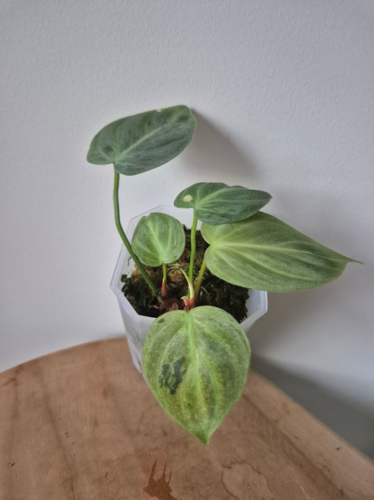 Philodendron El Choco Variegata