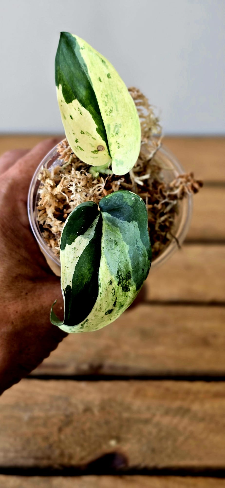 Scindapsus Jade Satin Variegata