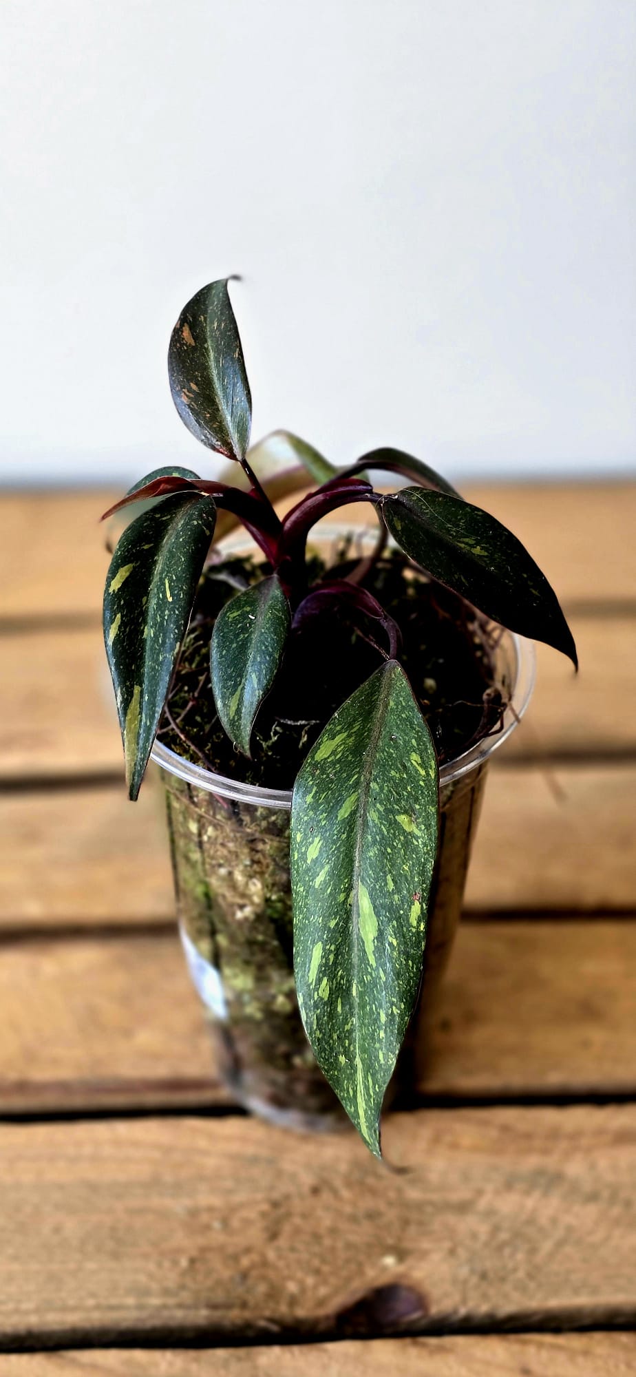 Philodendron Orange Princess