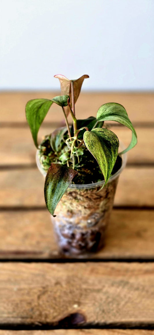 Philodendron Micans Mint