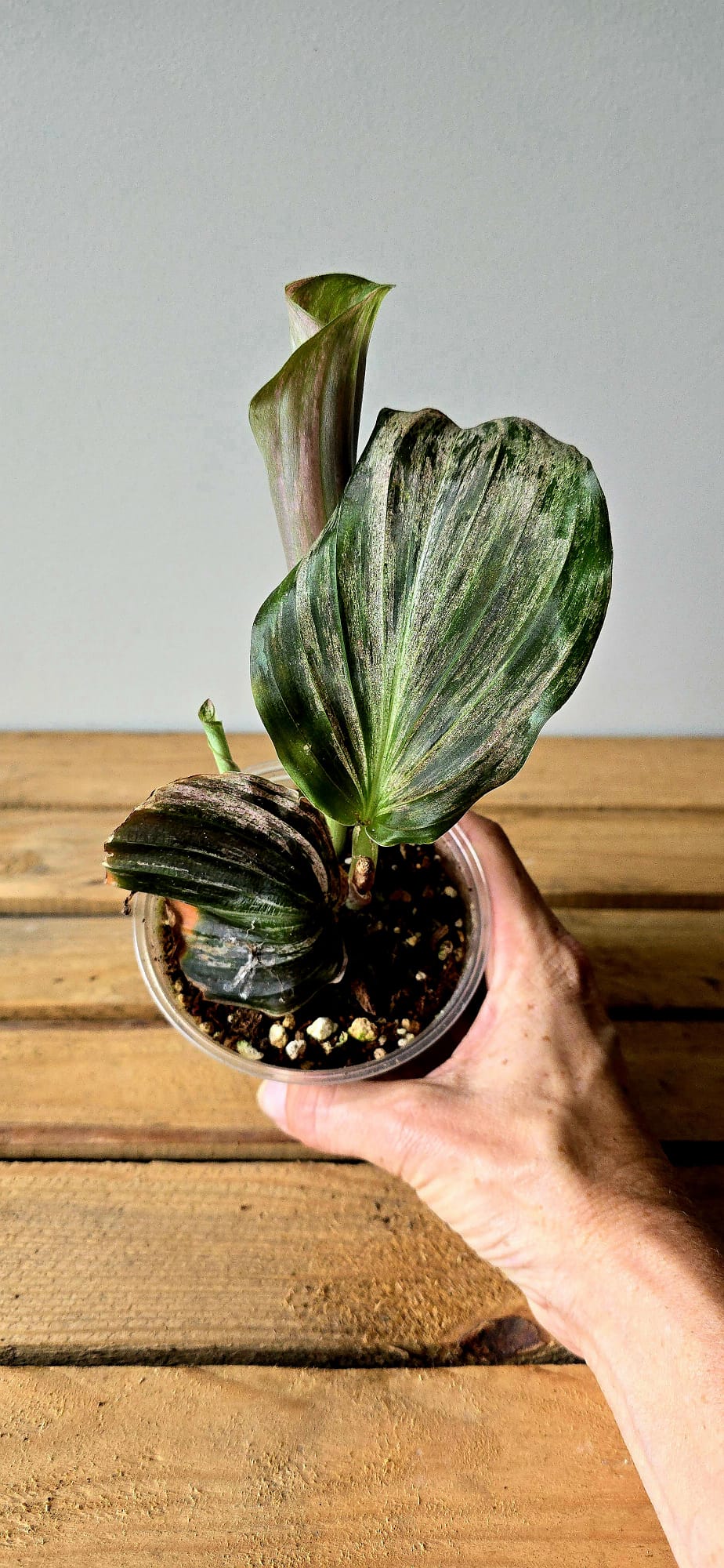 Kaempferia Variegata