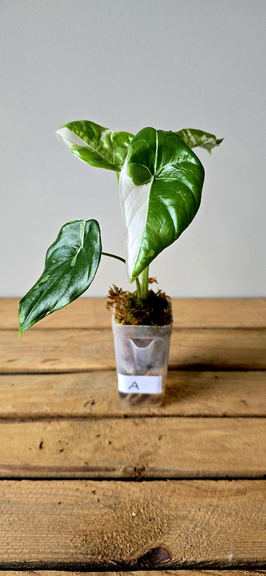 Alocasia Fornicata Albo Variegata