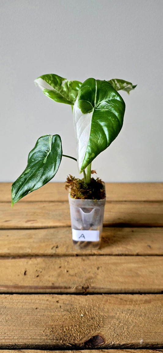 Alocasia Fornicata Albo Variegata