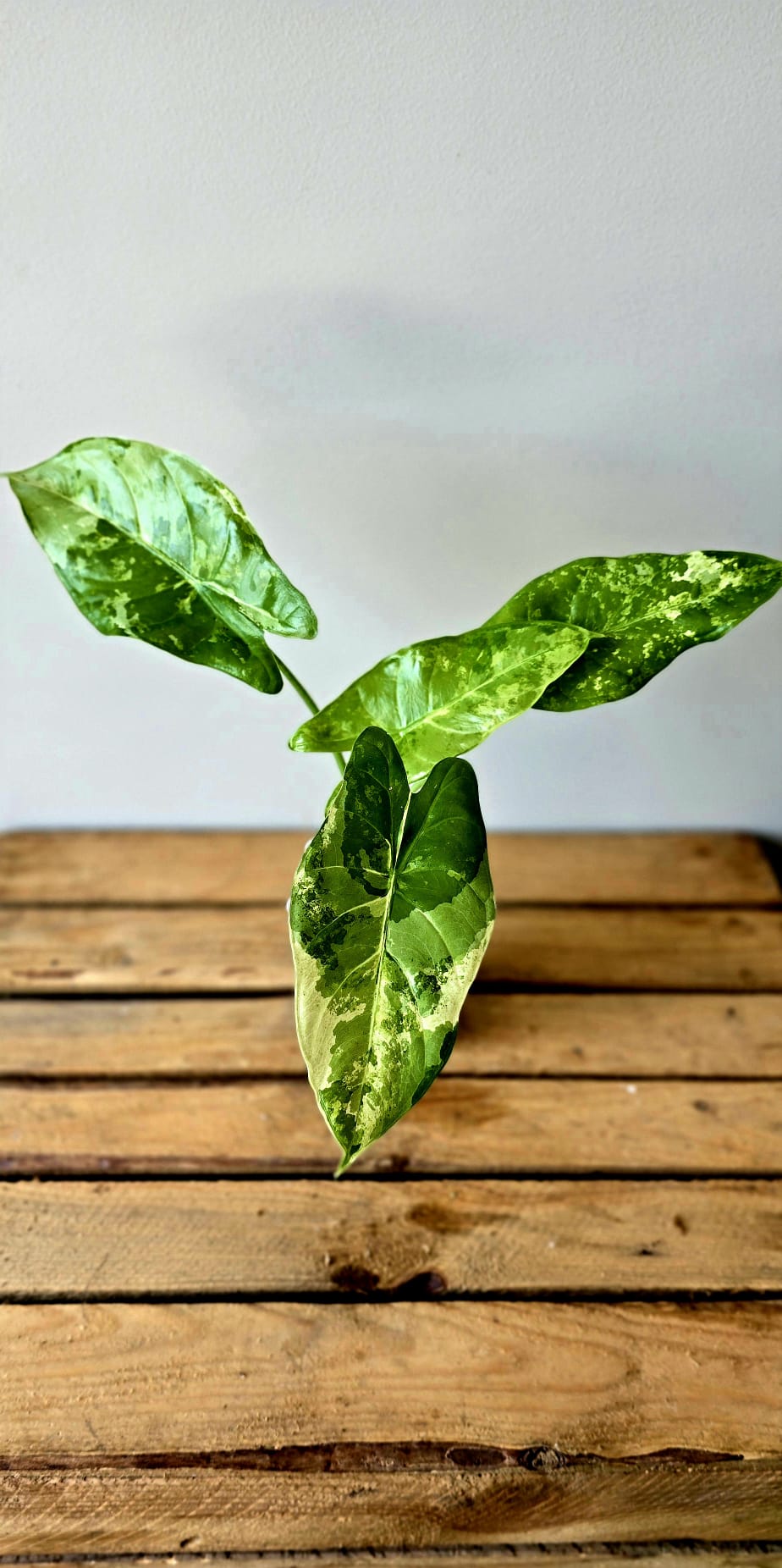 Alocasia Acuminata Albo Variegata