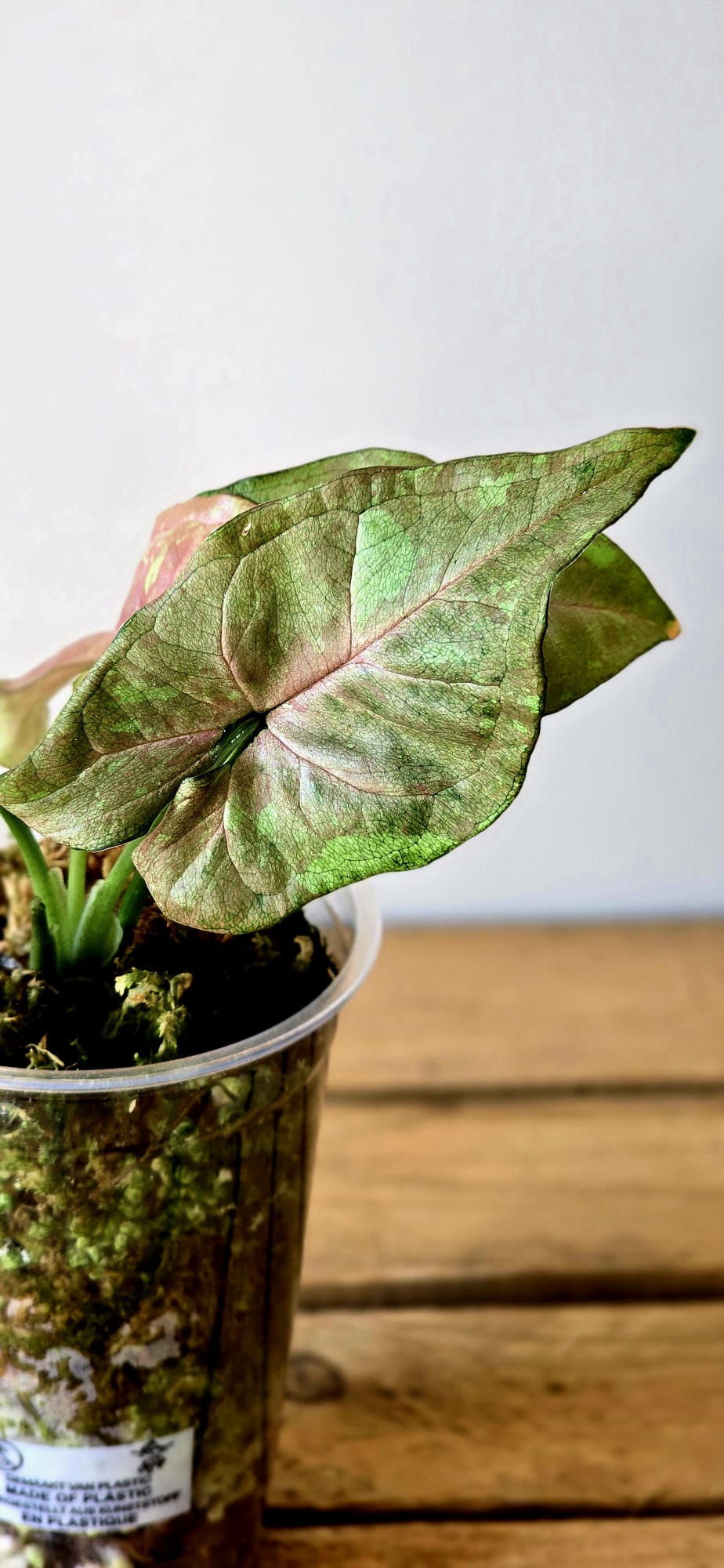 Syngonium Pink Drizzle Tricolor