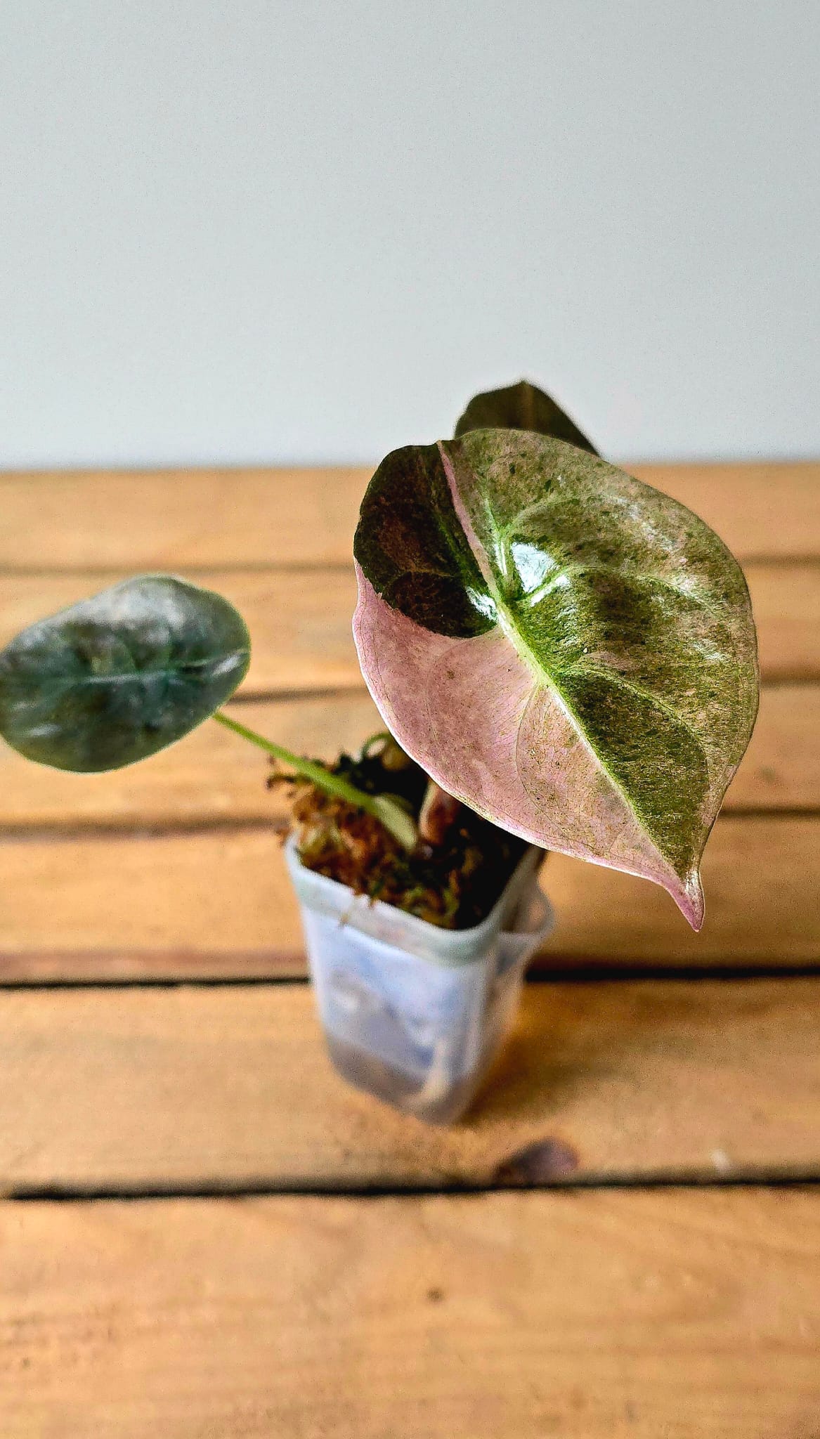 Alocasia Cuprea Pink Mint Variegata