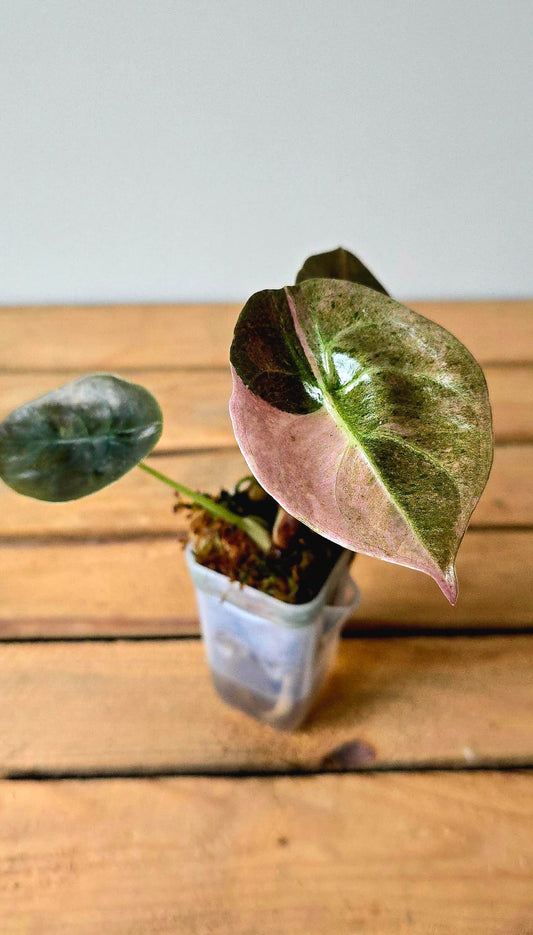 Alocasia Cuprea Pink Mint Variegata