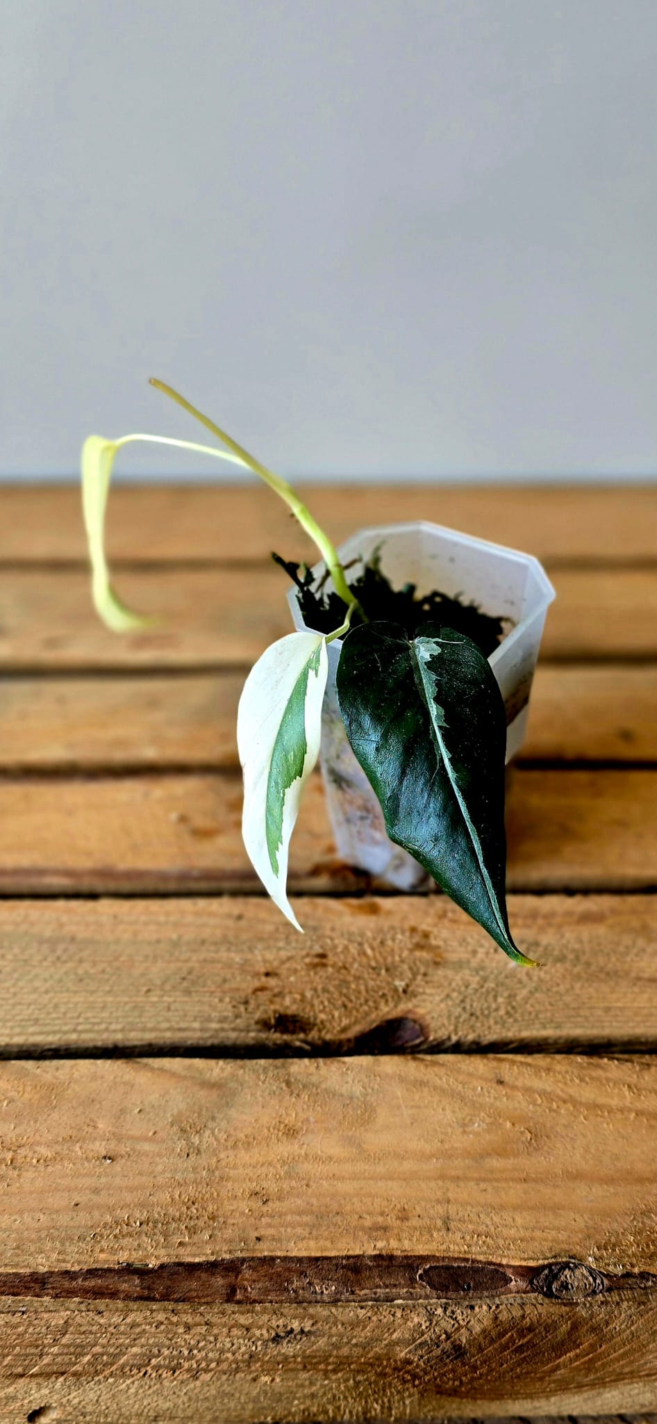 Epipremnum Pinnatum Albo Mutation