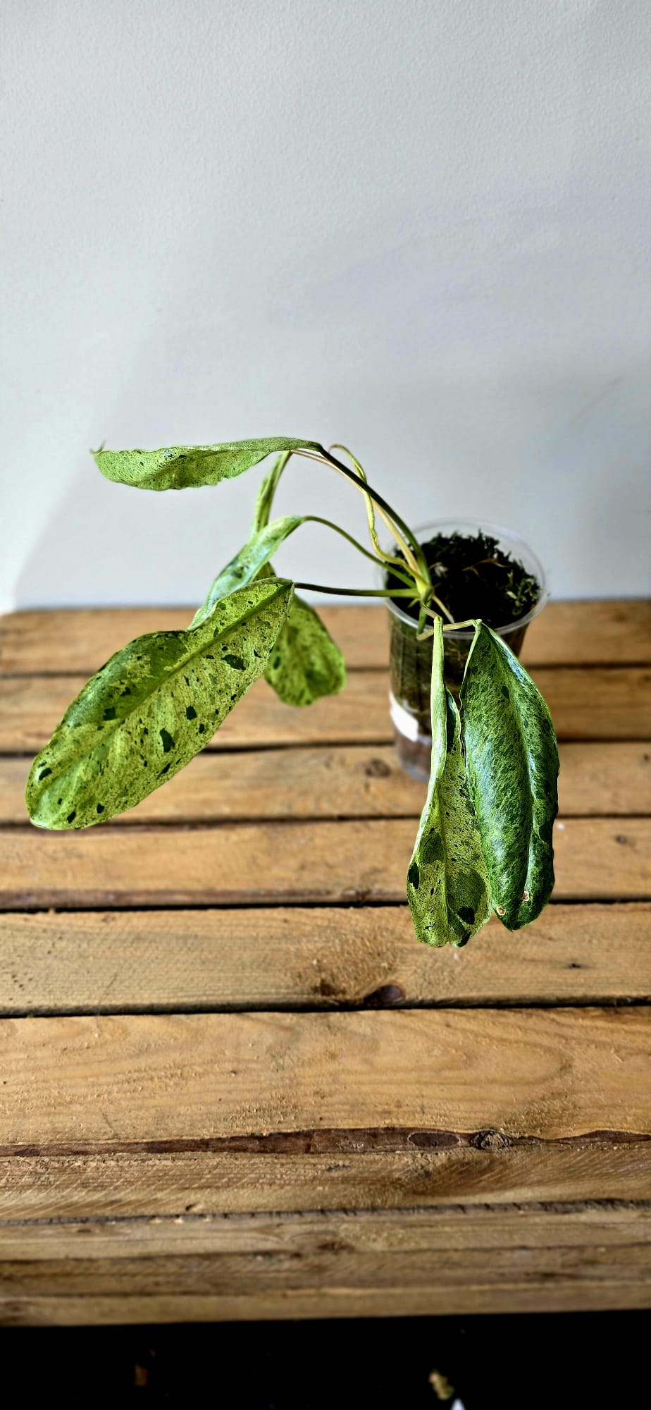 Philodendron Paraiso Verde Mutation