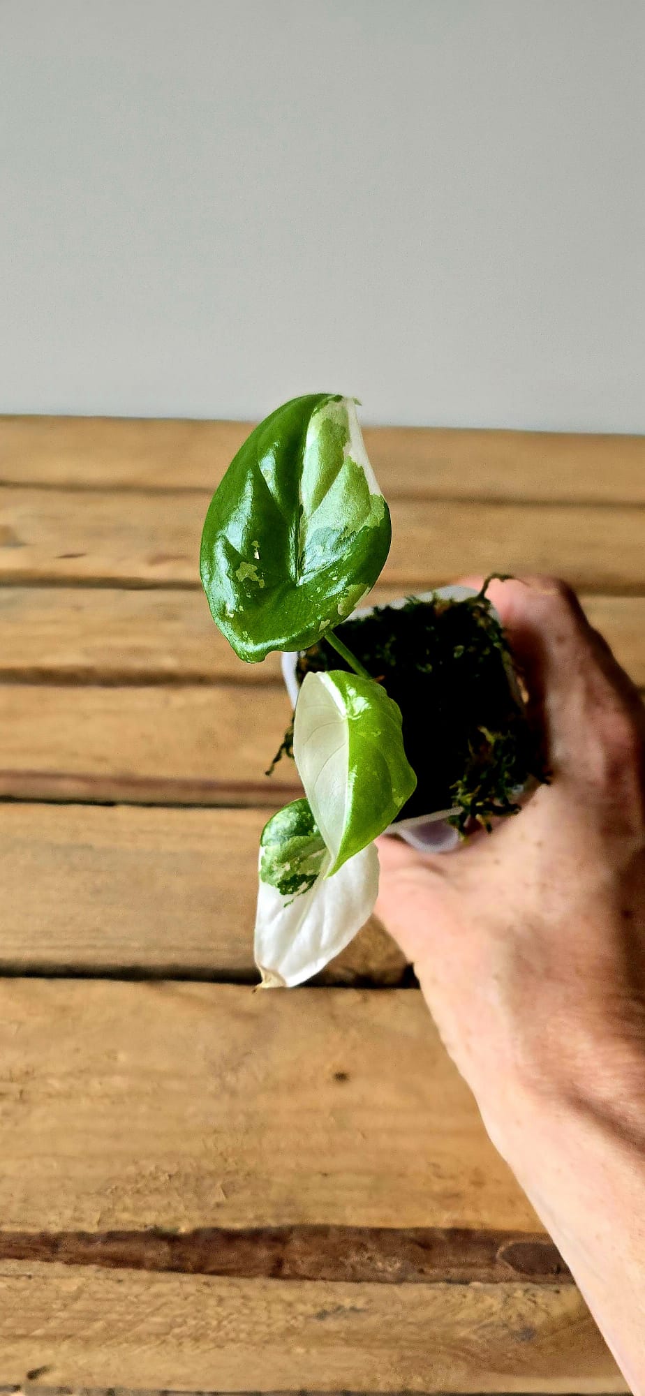 Alocasia Fornicata Albo Variegata