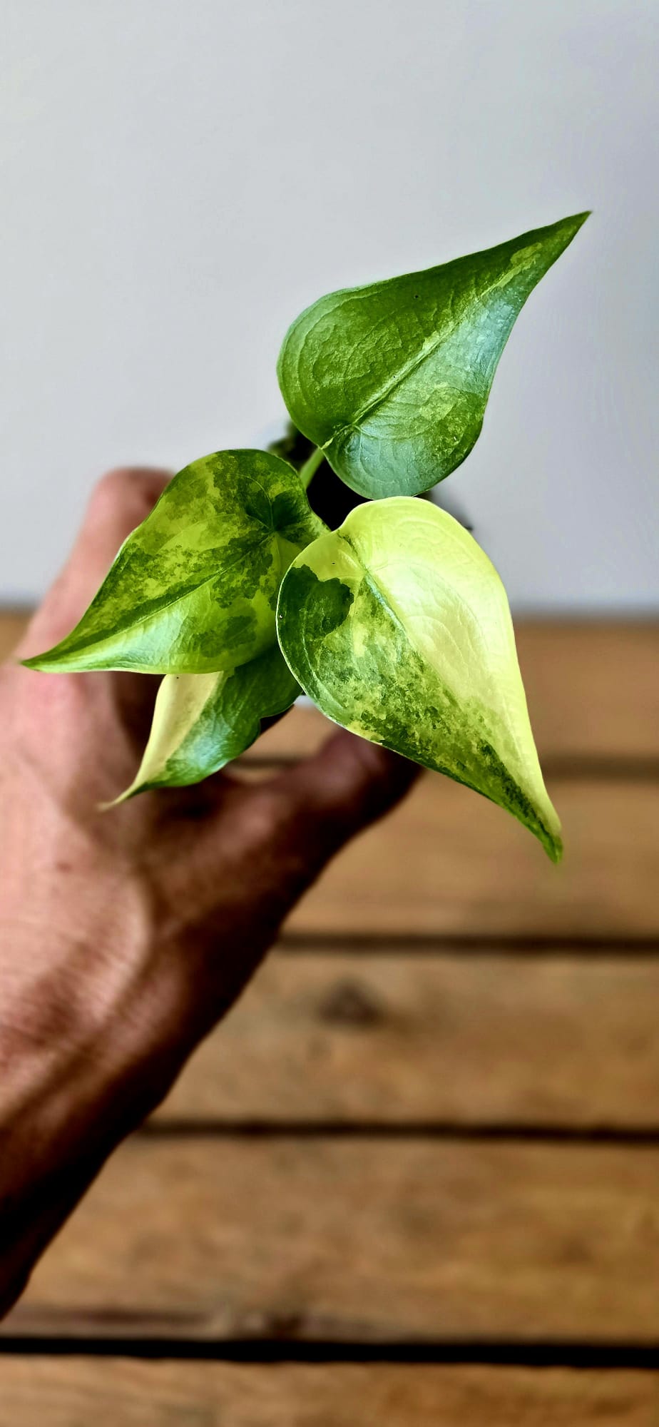 Alocasia Cucullata Aurea Variegata