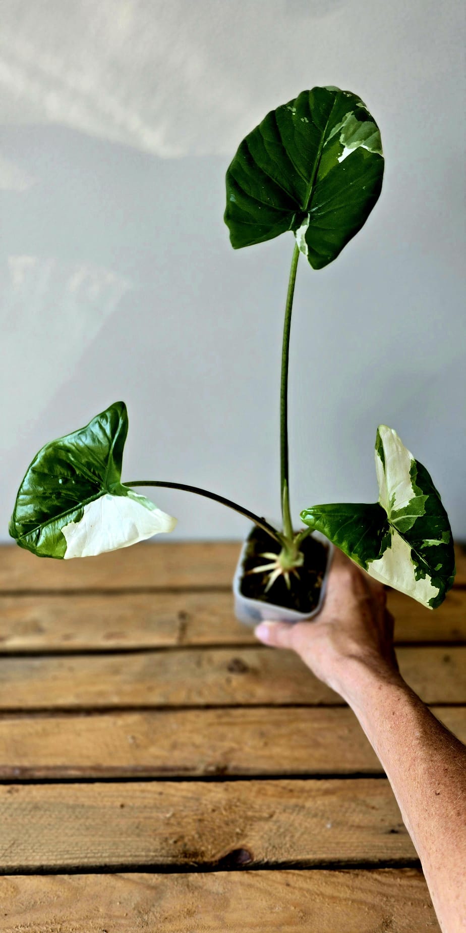 Alocasia Fornicata Albo Variegata