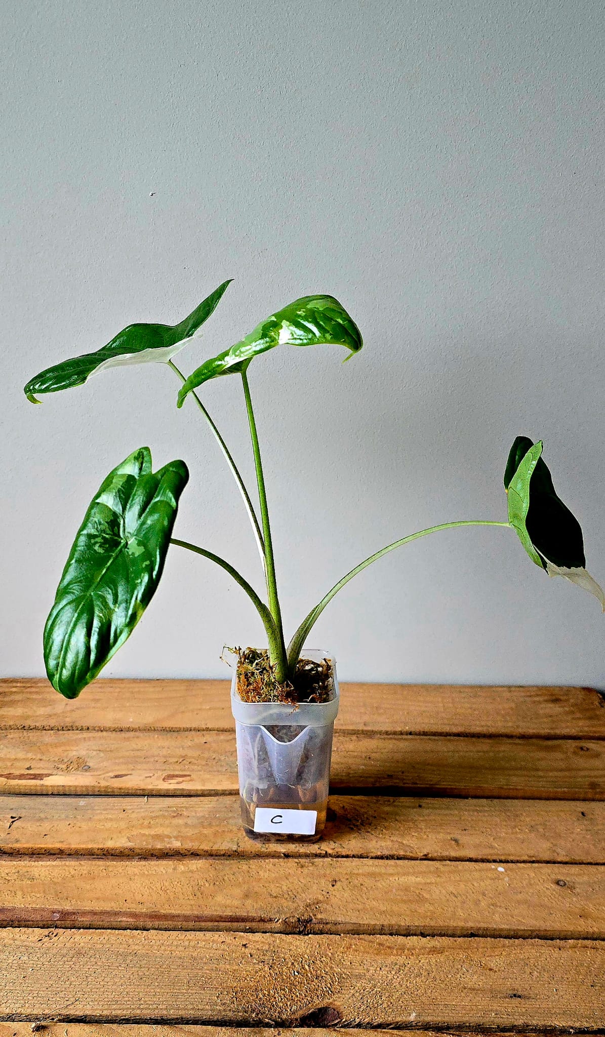 Alocasia Fornicata Albo Variegata
