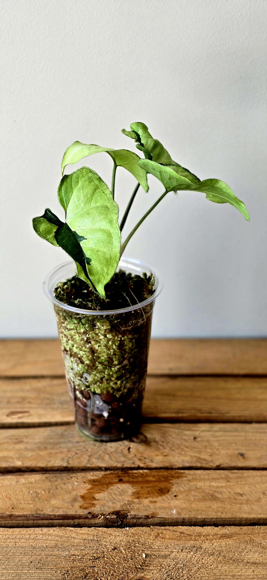 Syngonium Green Beauty Lava