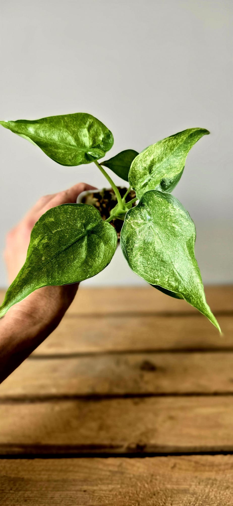 Alocasia Cuculata Mint Variegata